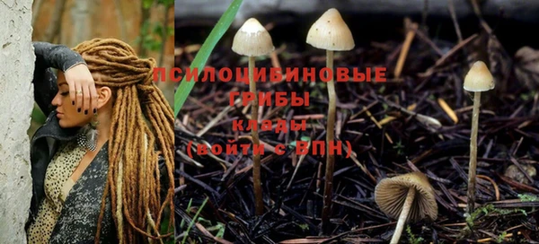 прущие грибы Алексеевка